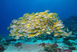 Maldives - Prodivers Kuredu