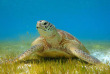 Maldives - Prodivers Kuredu