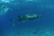 Maldives - Prodivers Vakarufalhi