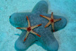 Maldives - Medhufushi - Werner lau - Etoiles de mer © U.Kefrig
