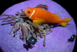Maldives - Medhufushi - Werner lau - Poisson-clown © U.Kefrig
