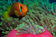 Maldives - Medhufushi - Werner lau - Poisson-clown © U.Kefrig
