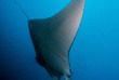 Maldives - Medhufushi - Werner lau - Raie manta © U.Kefrig