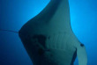 Maldives - Medhufushi - Werner lau - Raie manta © U.Kefrig