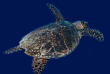 Maldives - Medhufushi - Werner lau - Tortue © U.Kefrig