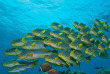 Forfait de Snorkeling avec Sea Explorer à Reethi Faru © Sea Explorer