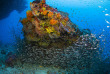 Maldives - Croisière Scubaspa - Scubaspa Yin