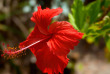 Maldives - The Barefoot Eco Hotel - Activités et excursions