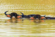 Sri Lanka - Buffles © Shutterstock, Eduard Kyslynskyy