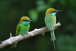 Sri Lanka - Oiseaux © Shutterstock, Bobby20