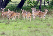 Sri Lanka - Biches sauvages © Shutterstock, Eduard Kyslynskyy