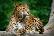 Sri Lanka - Parc national de Yala © Shutterstock, Ondrej Prosicky