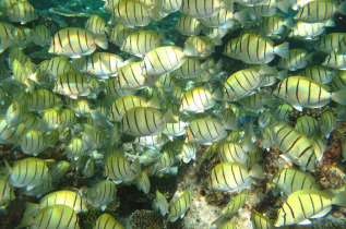 Maldives - Centre de plongée Dive and Sail - Banc de chirurgiens