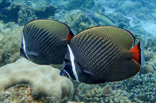 Maldives - Plongée avec Dive Butler Zen - Movenpick Resort kuredhivaru