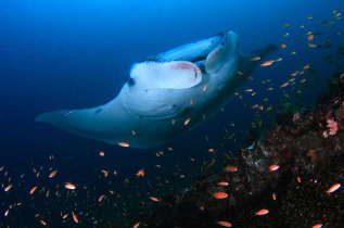 Maldives  - Centre de plongée Dive Ocean - Raie Manta