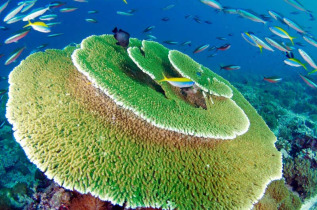Maldives - Centre de plongée Dive Ocean - Table d'Acropores