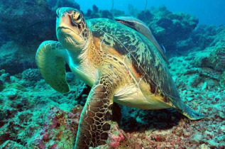 Maldives - Euro Divers - La plongée - Tortue