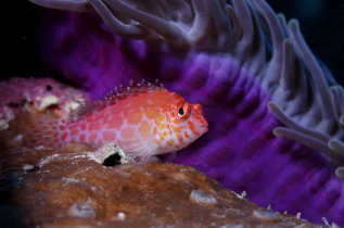 Maldives - Ocean Pro - La plongée - Poisson-faucon