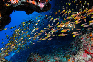 Maldives - Centre de plongée Werner Lau © U Kefrig