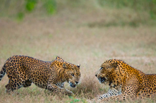 Sri Lanka - Parc national de Yala © Shutterstock, Gudkov Andrey