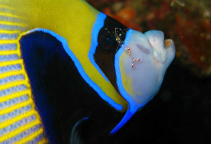 Maldives - Centre de plongée Dive and Sail - Crevette sur Poisson-ange Empereur