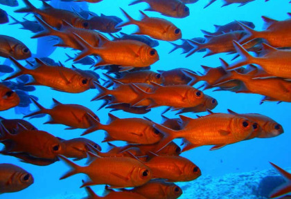 Maldives - Euro Divers - La plongée - Poissons gros yeux