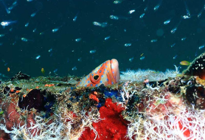 Maldives - Ocean Pro - La plongée