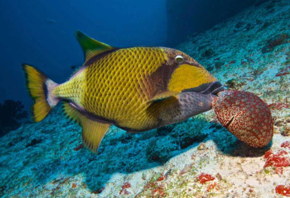 Maldives - Prodivers Lily Beach