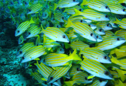 Maldives  - Centre de plongée TGI diving - Banc de fusiliers