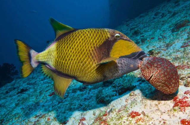 Maldives - Prodivers Vakarufalhi